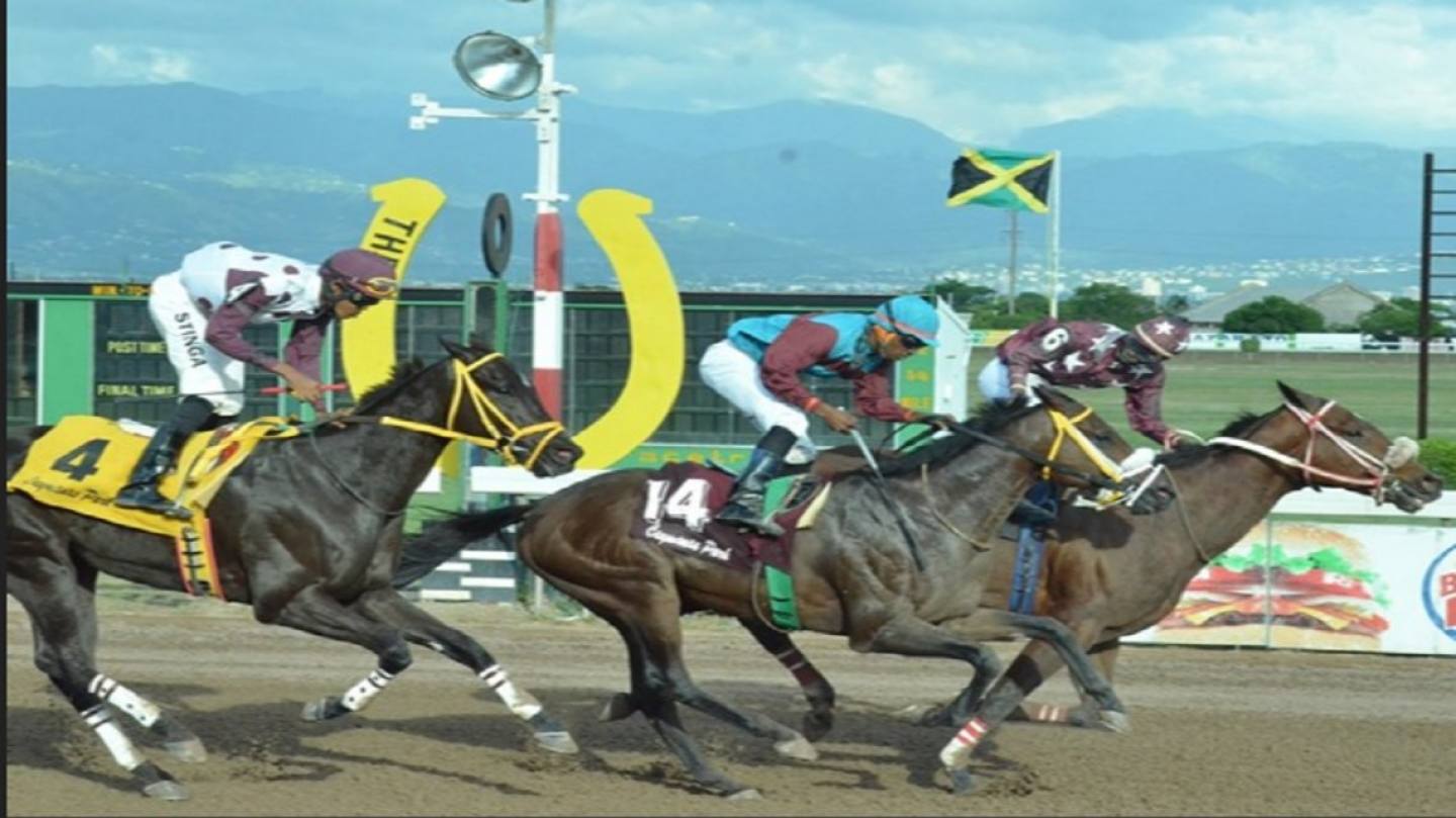 Horse Racing in Jamaica Experience Jamaique